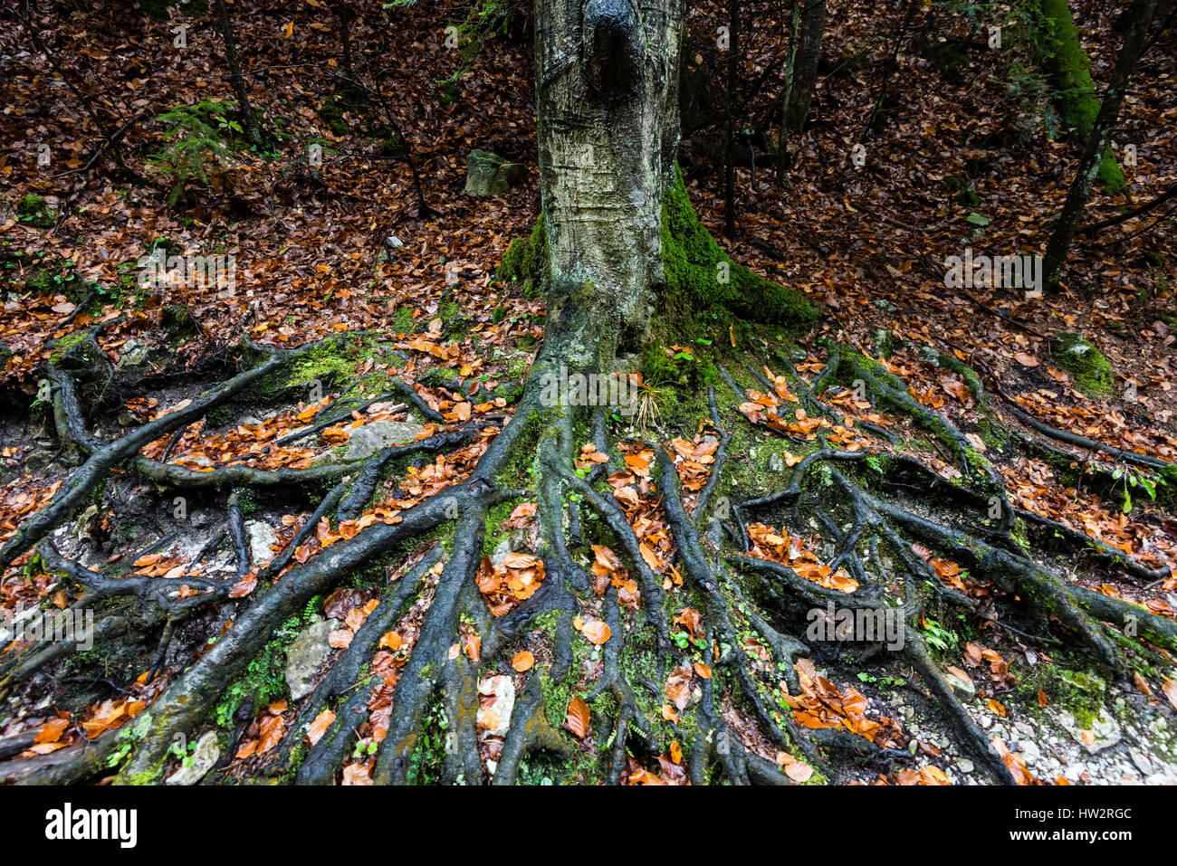 Las raíces del árbol del suelo con ramas y hojas en de otoño en las montañas Fotografía de stock - Alamy