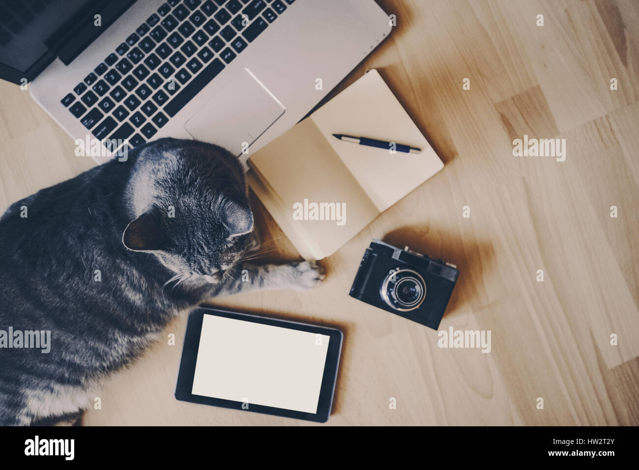 Cat y dispositivos - concepto de trabajo con espacio de copia Foto de stock