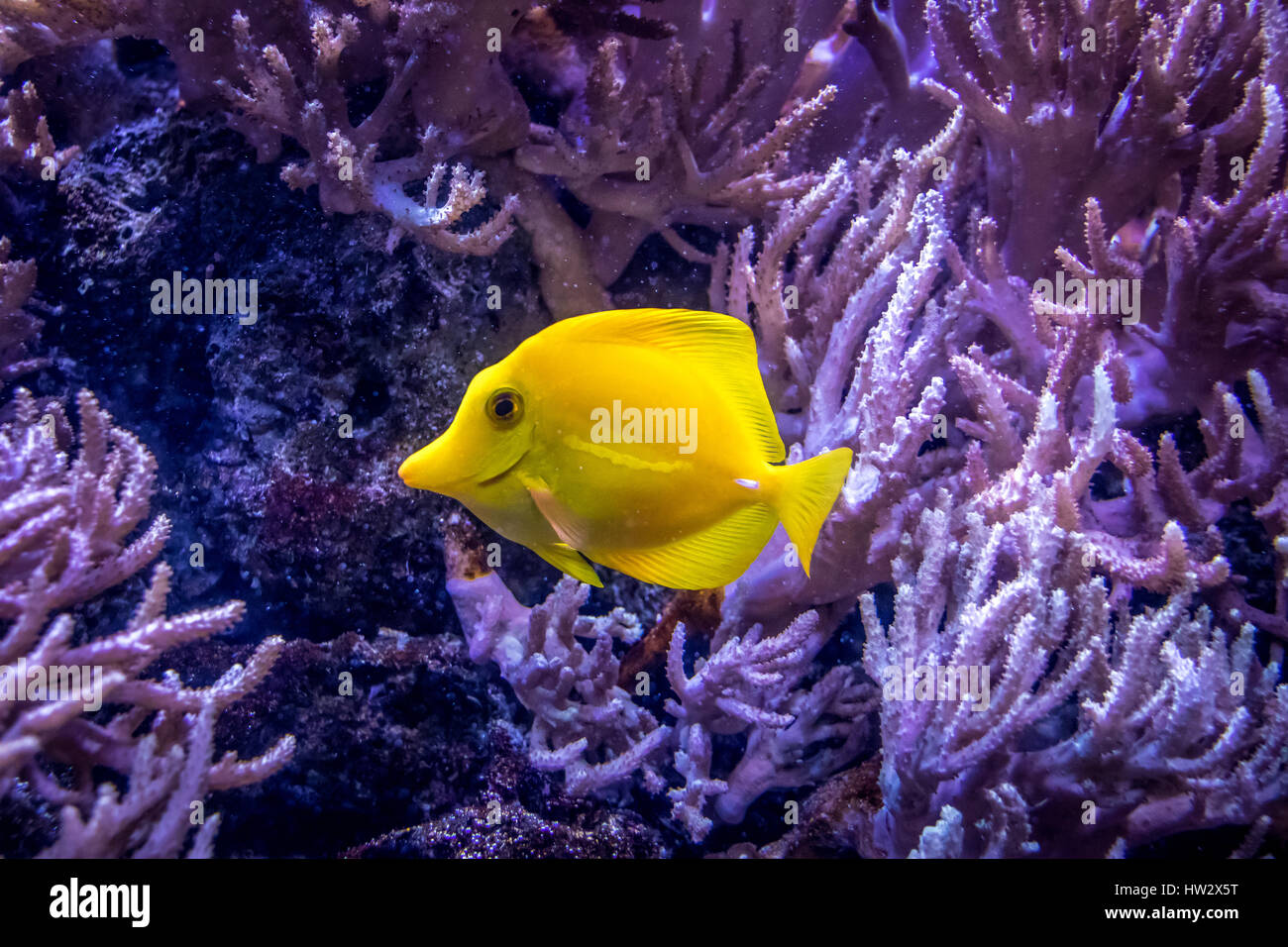 Amarillo Tang (Zebrasoma flavescens) Foto de stock