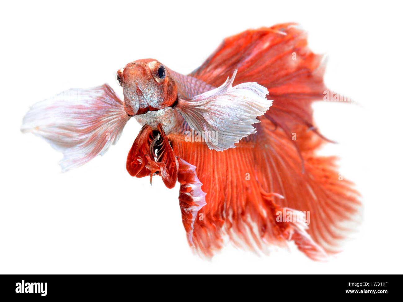 Betta peces en libertad de acción y mostrar la hermosa foto de cola de aletas en flash de iluminación. Foto de stock