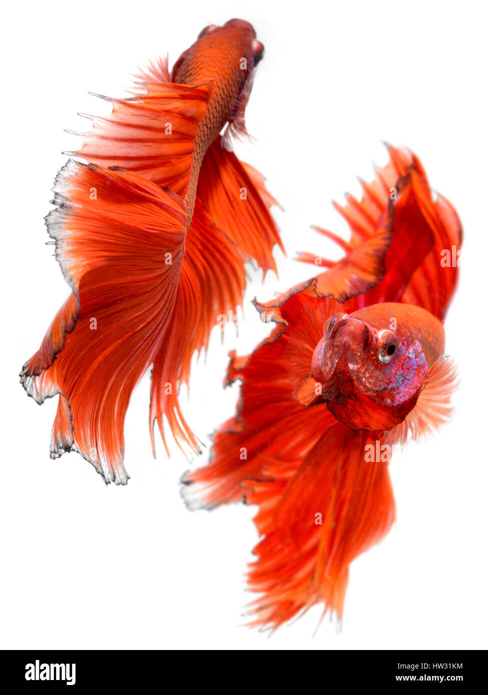 Betta peces en libertad de acción y mostrar la hermosa foto de cola de aletas en flash de iluminación. Foto de stock