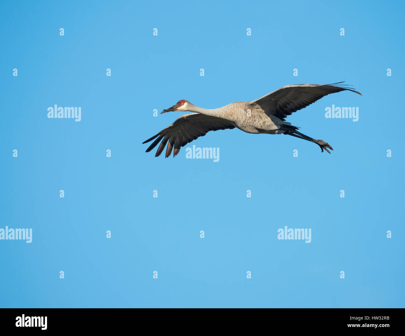Wimtering grullas grises en vuelo sobre Paynes Prairie State Park, Florida Foto de stock