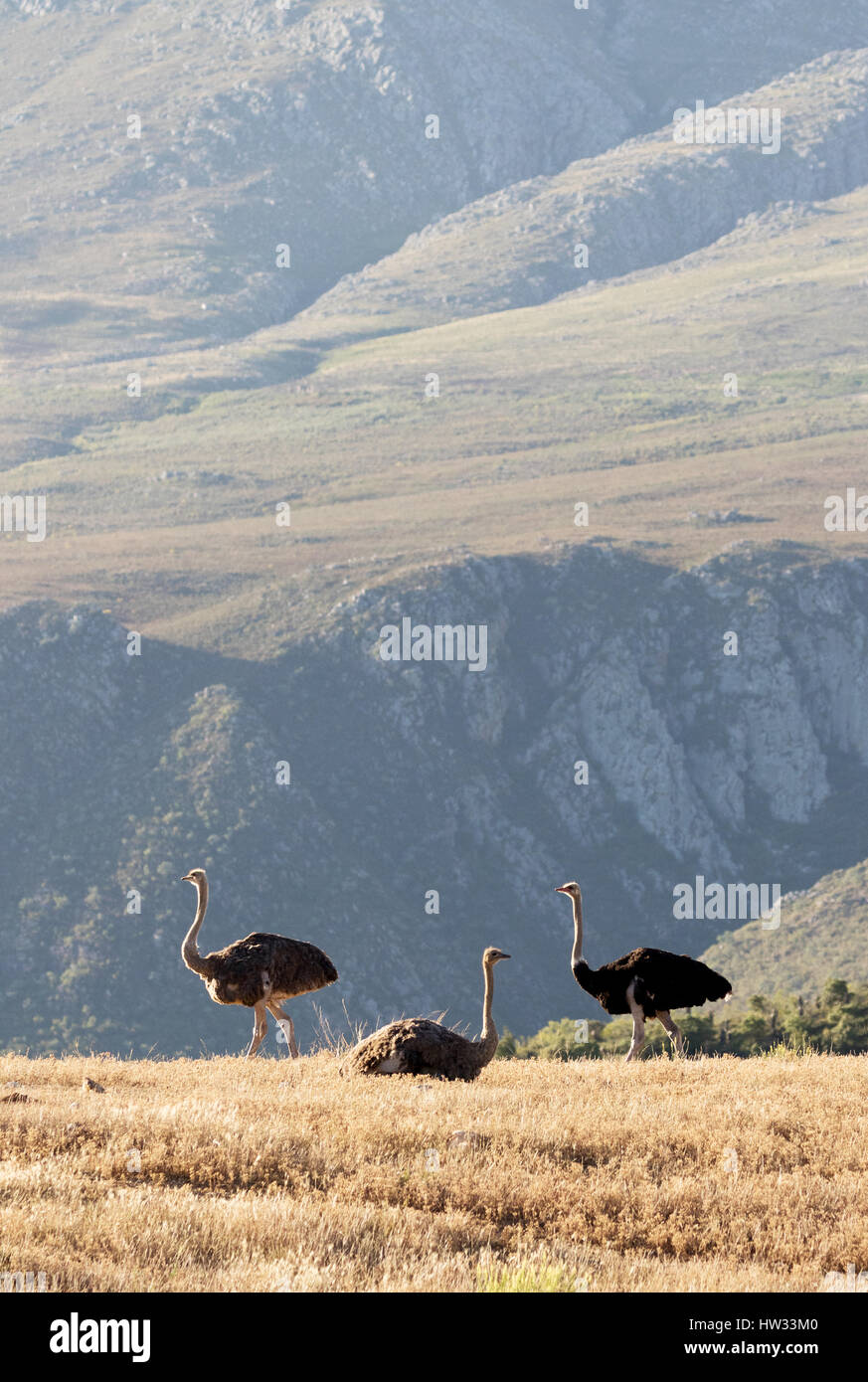 Avestruces en Oudsthoorn Swartberg en el pase, el Karoo, Western Cape, Sudáfrica Foto de stock