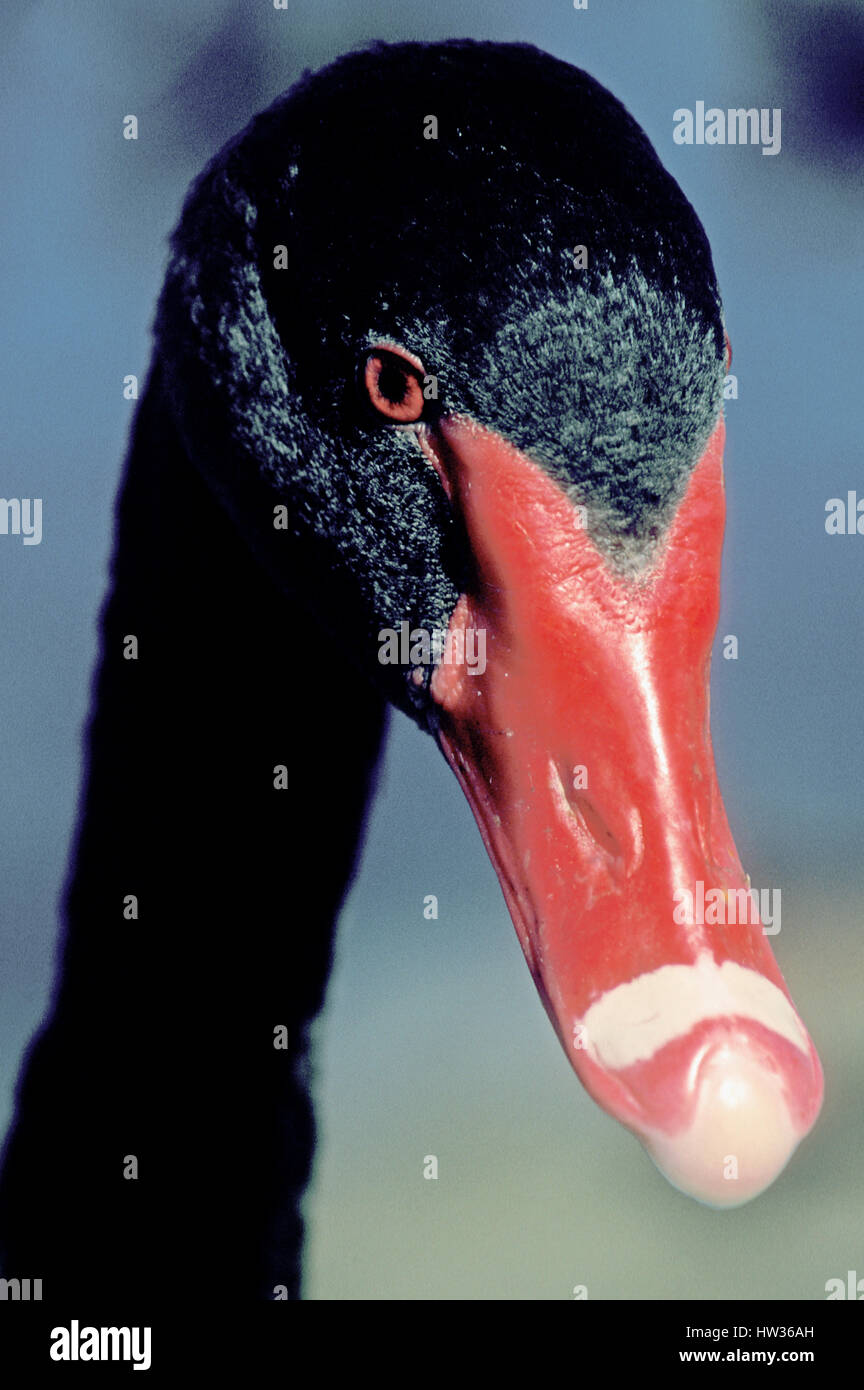 Disparo a la cabeza de un cisne negro (Cygnus ATTRATUS), Kings Park, Perth, Australia Occidental. Foto de stock