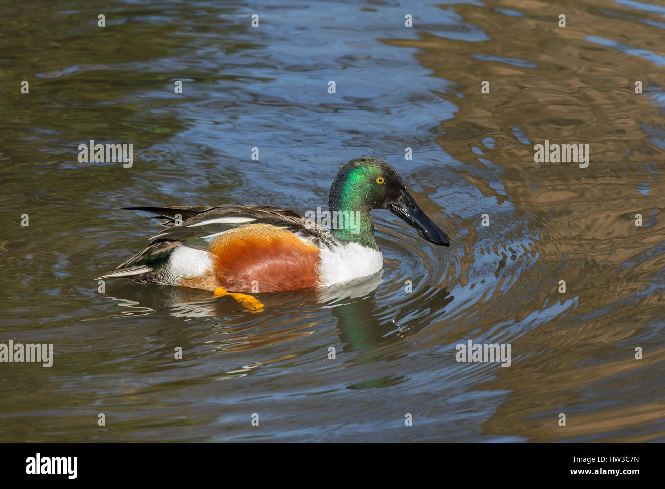 Pala norte (Anas clypeata). Pato común y extendido. Se reproduce en las áreas del norte de Europa y Asia y en la mayor parte de América del Norte, wi Foto de stock