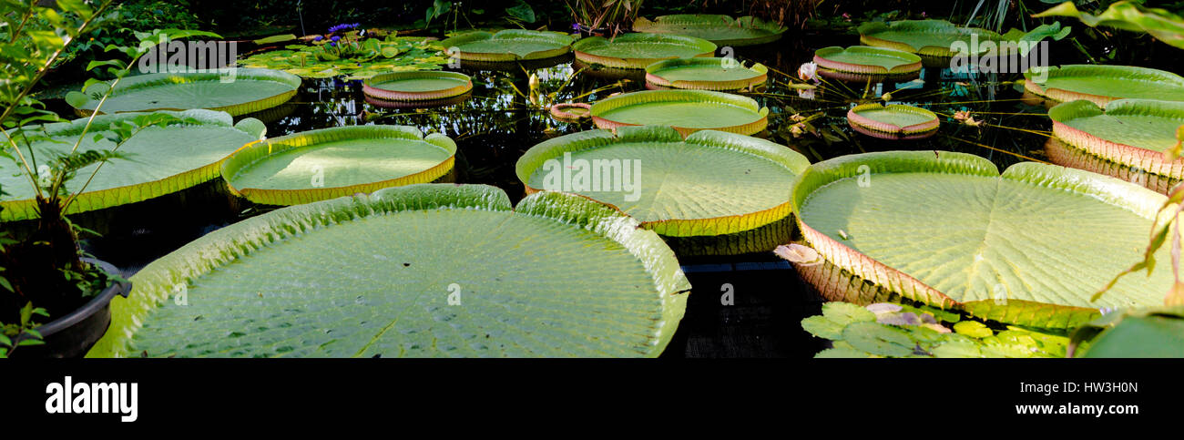 Amazonas Seerose Foto de stock