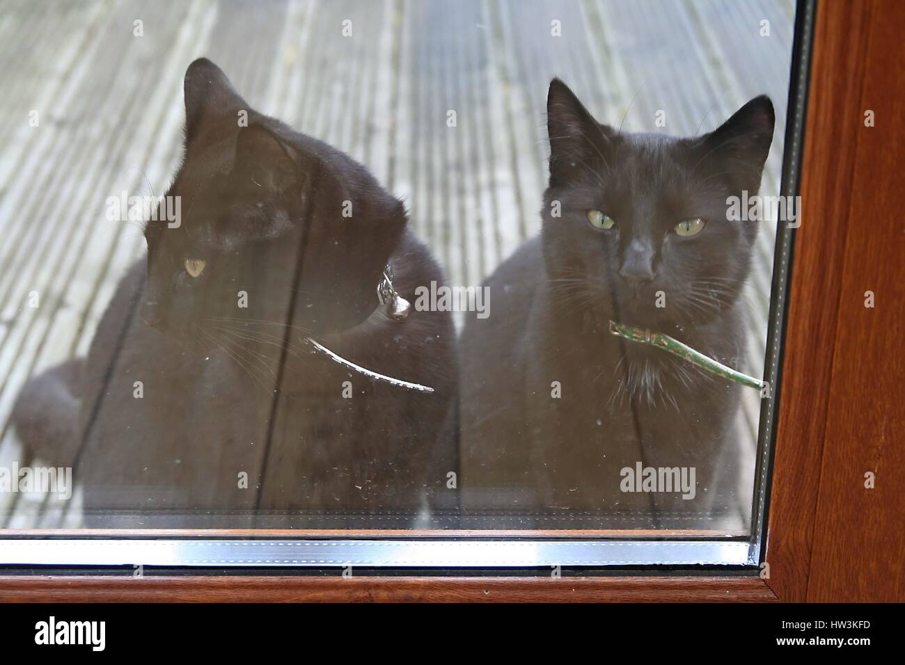 2 gatos negros mirando, puerta de cristal gatos vistiendo collares, esperando entrar, impaciente no feliz malhumorado, gato negro concepto mascota familiar, el hogar, la impaciencia Foto de stock