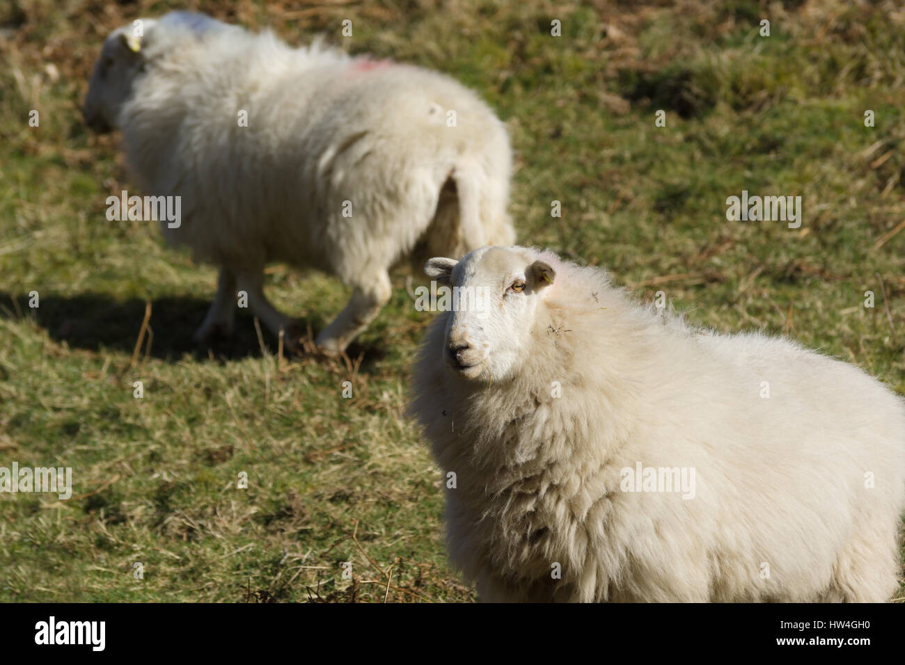 Welsh mountain ovejas Ovejas un hardy raza adaptada a las duras condiciones de montaña y colina rangos de Gales mantiene generalmente al aire libre durante todo el año Foto de stock