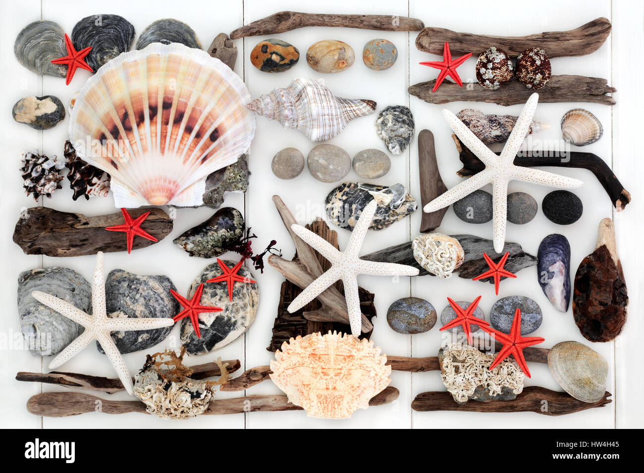 Resumen Antecedentes naturales de driftwood, conchas y rocas de la playa sobre fondo blanco de madera. Foto de stock