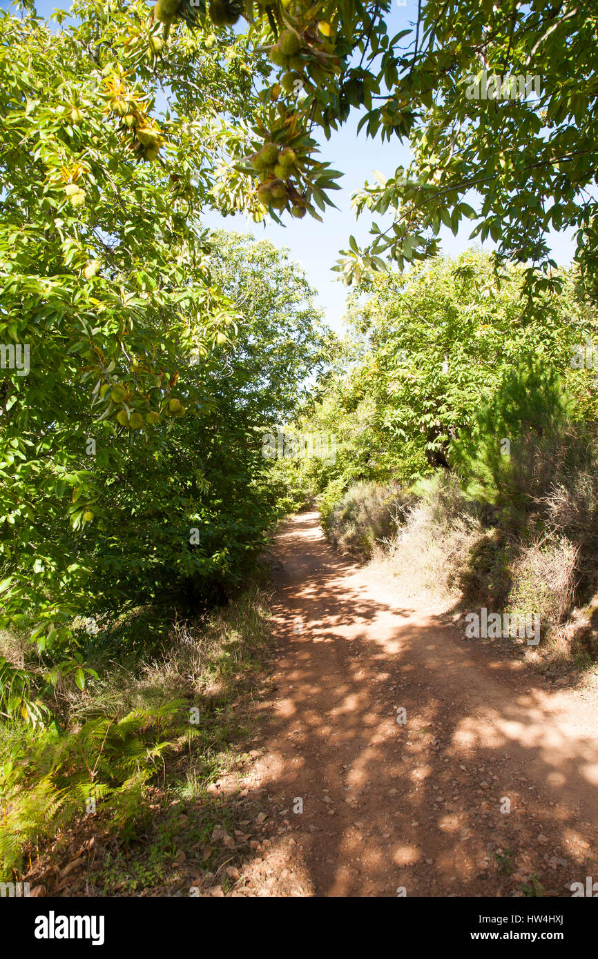 Castanea sativa sweet castaños, Sierra de Aracena montañas cerca de castaño  de Robledo, España Fotografía de stock - Alamy