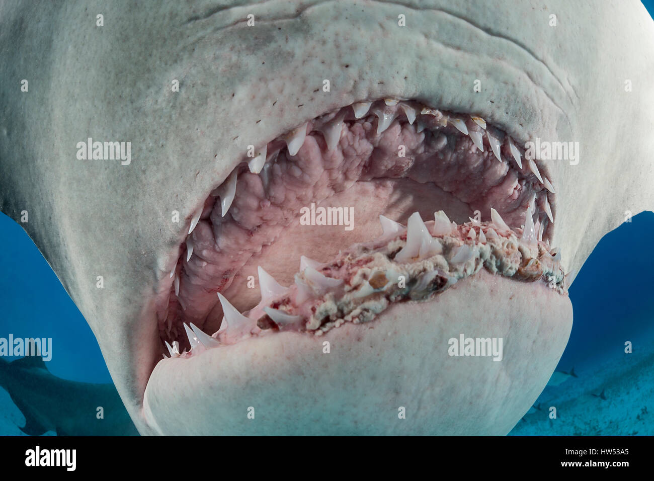 Gran tiburón martillo Sphyrna mokarran, bimini, Bahamas Fotografía de stock  - Alamy