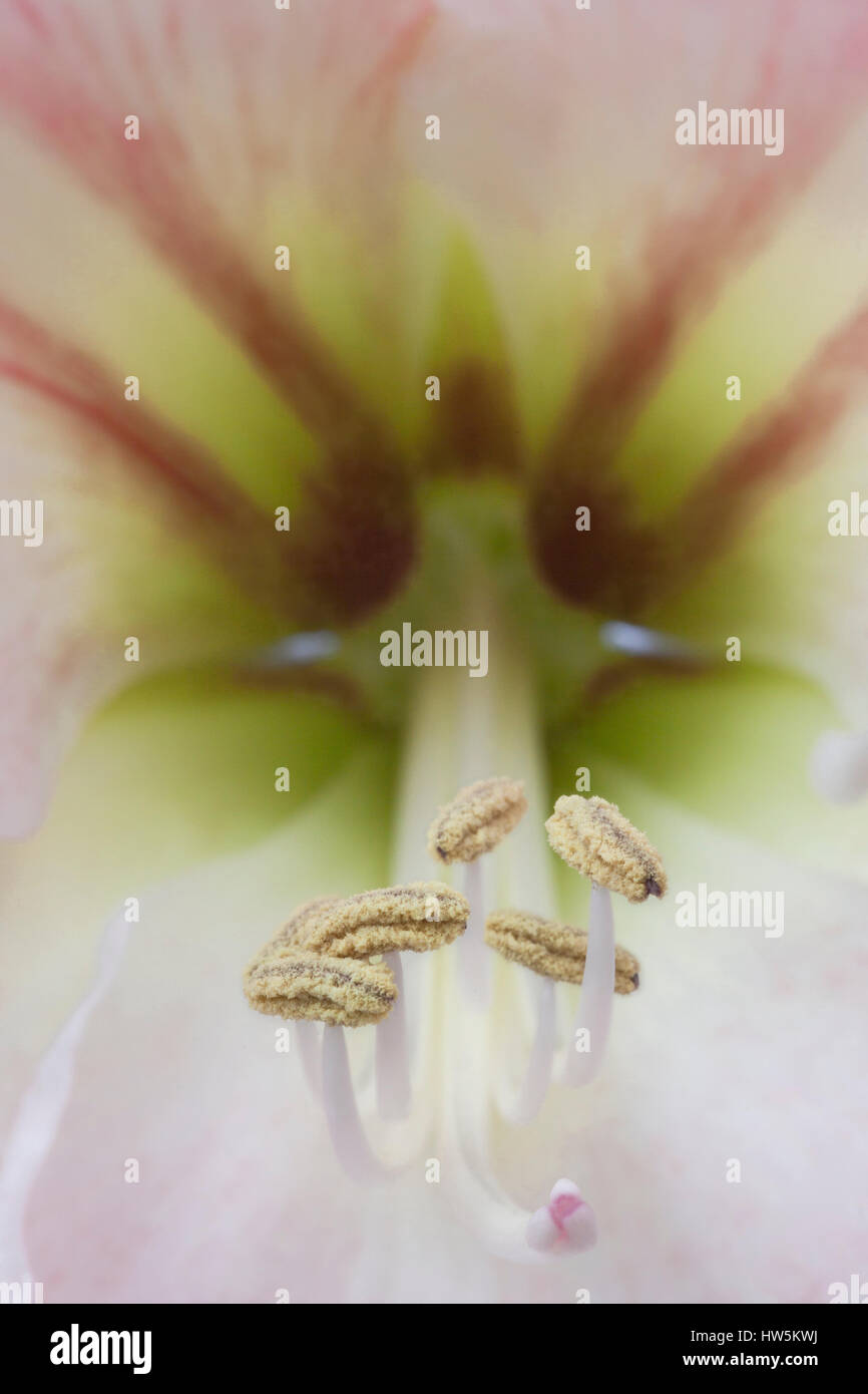 Cierre Cierre de Hippeastrum (Amaryllis) flor ilustrando seis estambre con prominentes anteras llevando polen. Foto de stock