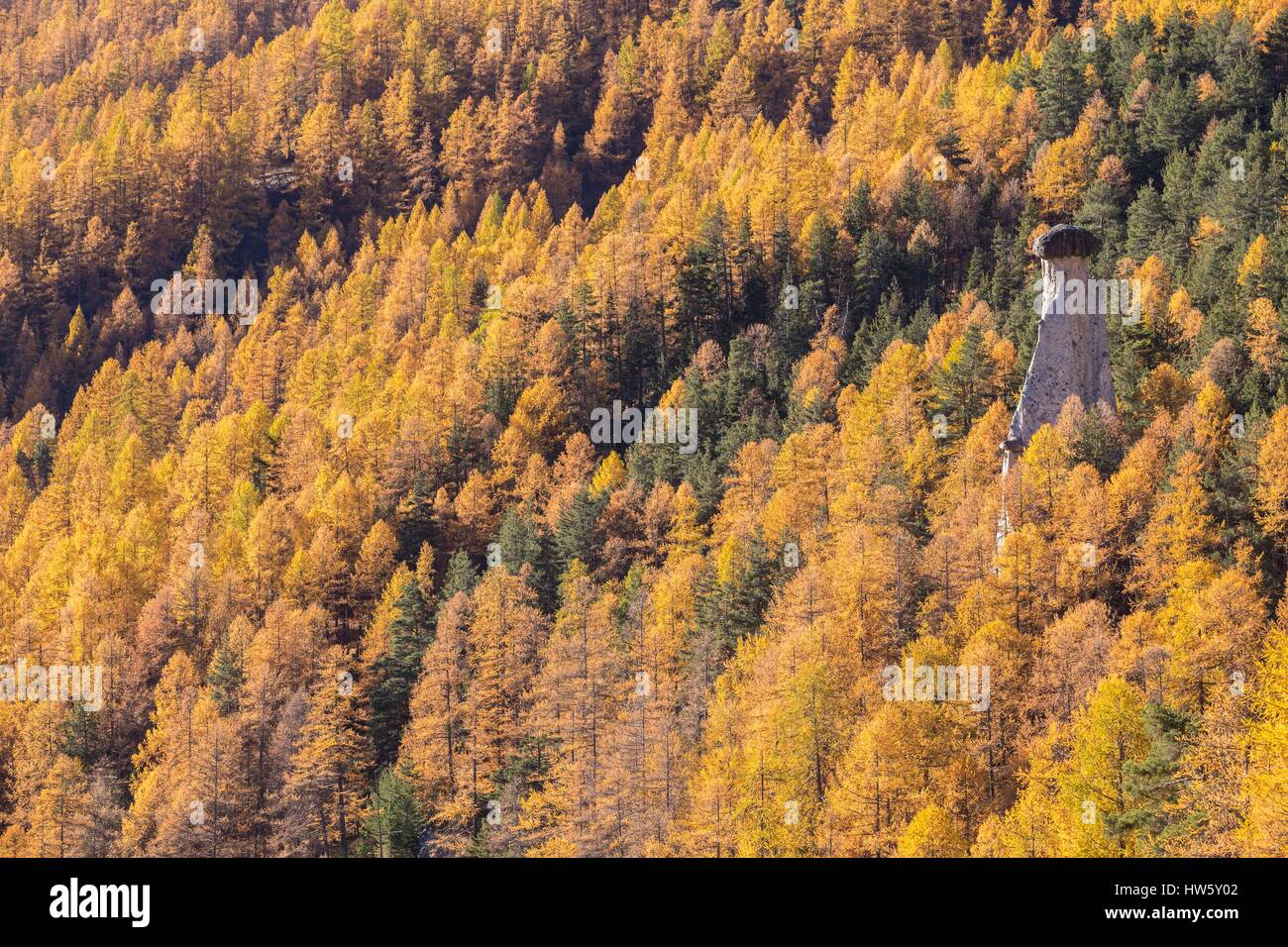 Francia, Hautes Alpes, la reserva natural regional de Queyras, Chateau Ville Vieille, Lady vistiendo también llamado chimenea de hadas en el corazón de un bosque de alerces (Larix decidua) Foto de stock