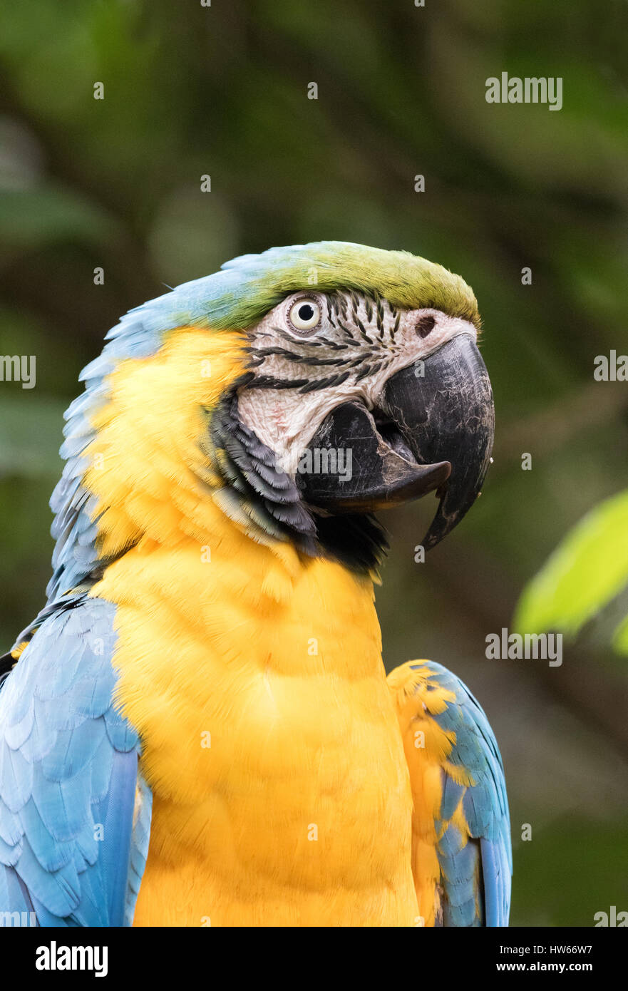 Guacamayo azul y amarillo o guacamayo azul y oro, Ara ararauna, un ave nativa de América del Sur Foto de stock