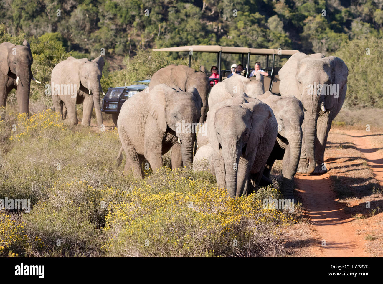 África - un safari en jeep y elefantes africanos, Shamwari Game Reserve, Eastern Cape, Sudáfrica Foto de stock