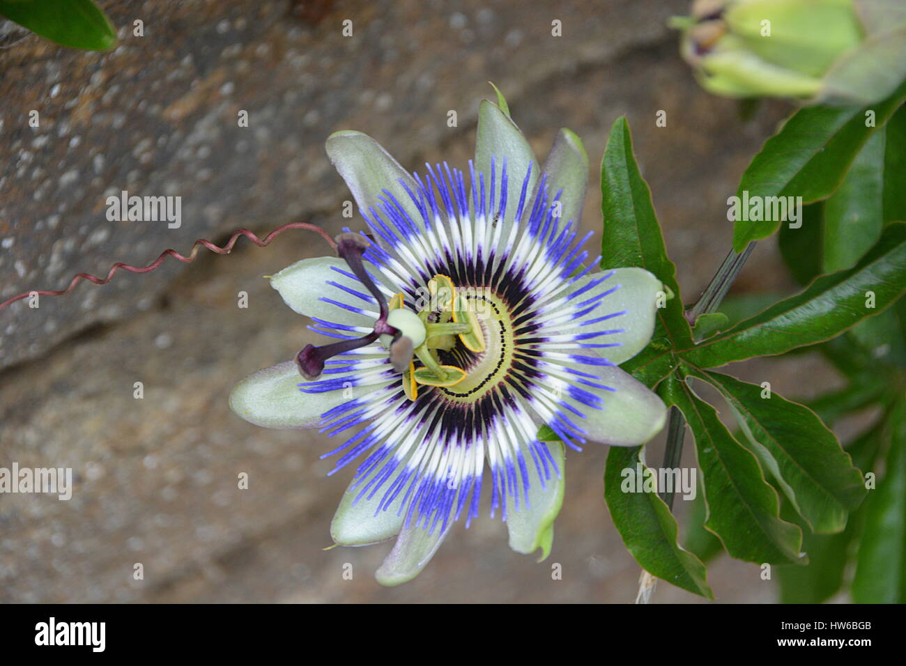 Fleur passiflore . Foto de stock