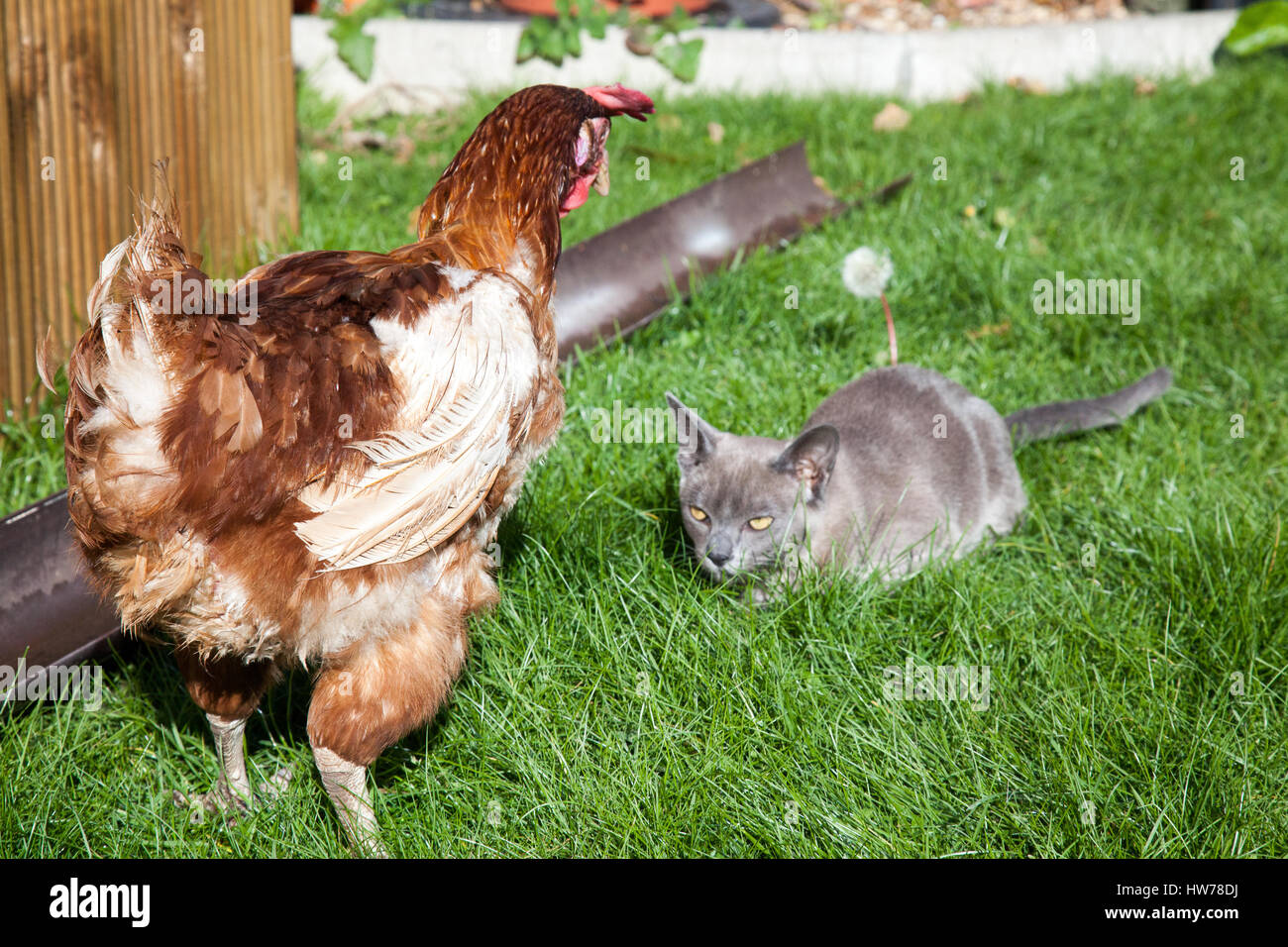 Ex-batería hen y gatito reunión por primera vez Foto de stock