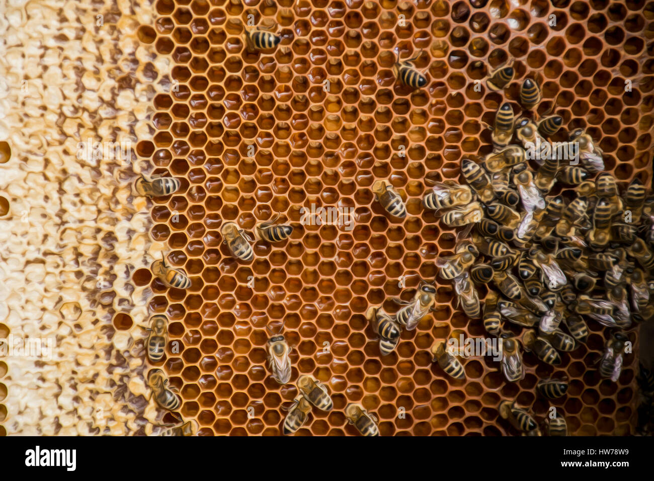 Los Pedazos De Cera De Abejas Natural Y De Un Pedazo De Célula De La Miel  Se Aíslan En Un Fondo Blanco Productos De La Apicultura Imagen de archivo -  Imagen de