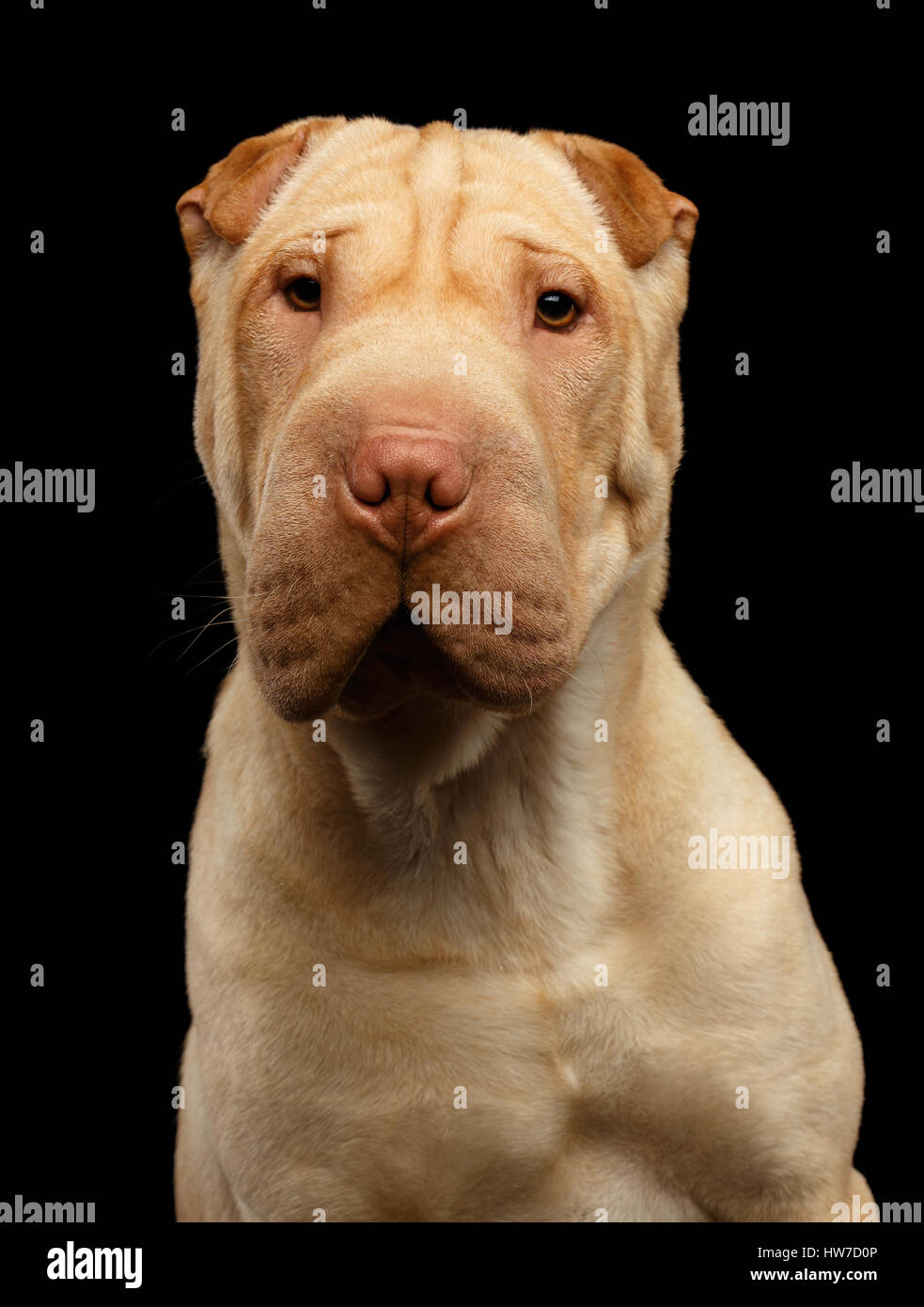 Perro sharpei fotografías e imágenes de alta resolución - Alamy