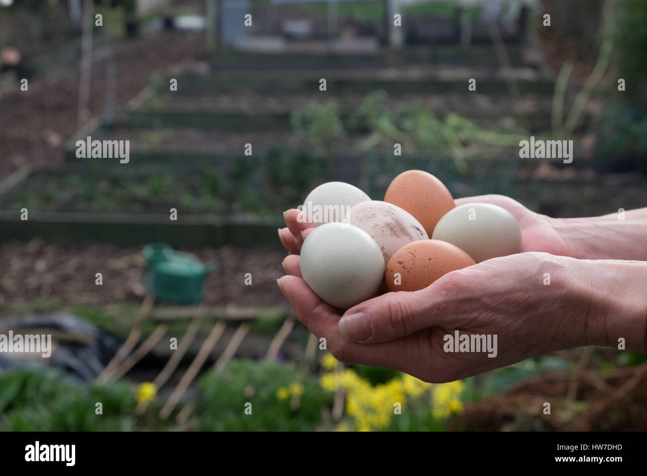 Manos sosteniendo muy variados huevos frescos Foto de stock