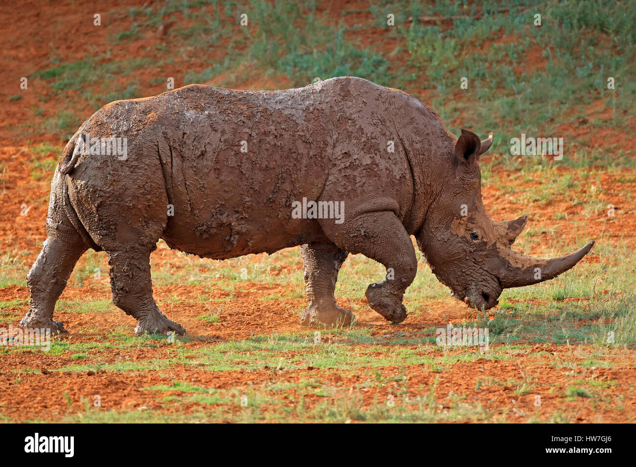 Un rinoceronte blanco (Ceratotherium simum) cubierto de barro, Sudáfrica Foto de stock