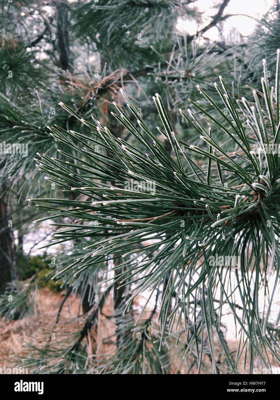 Exploraciones Sonder - Invierno agujas de pino Foto de stock