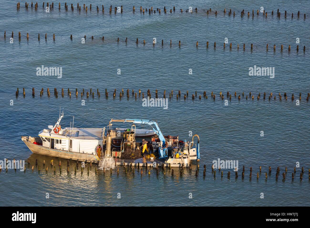 Francia, Vendée, La Faute sur Mer, barco recolectando mejillones en una granja de mejillones bouchot (vista aérea) Foto de stock