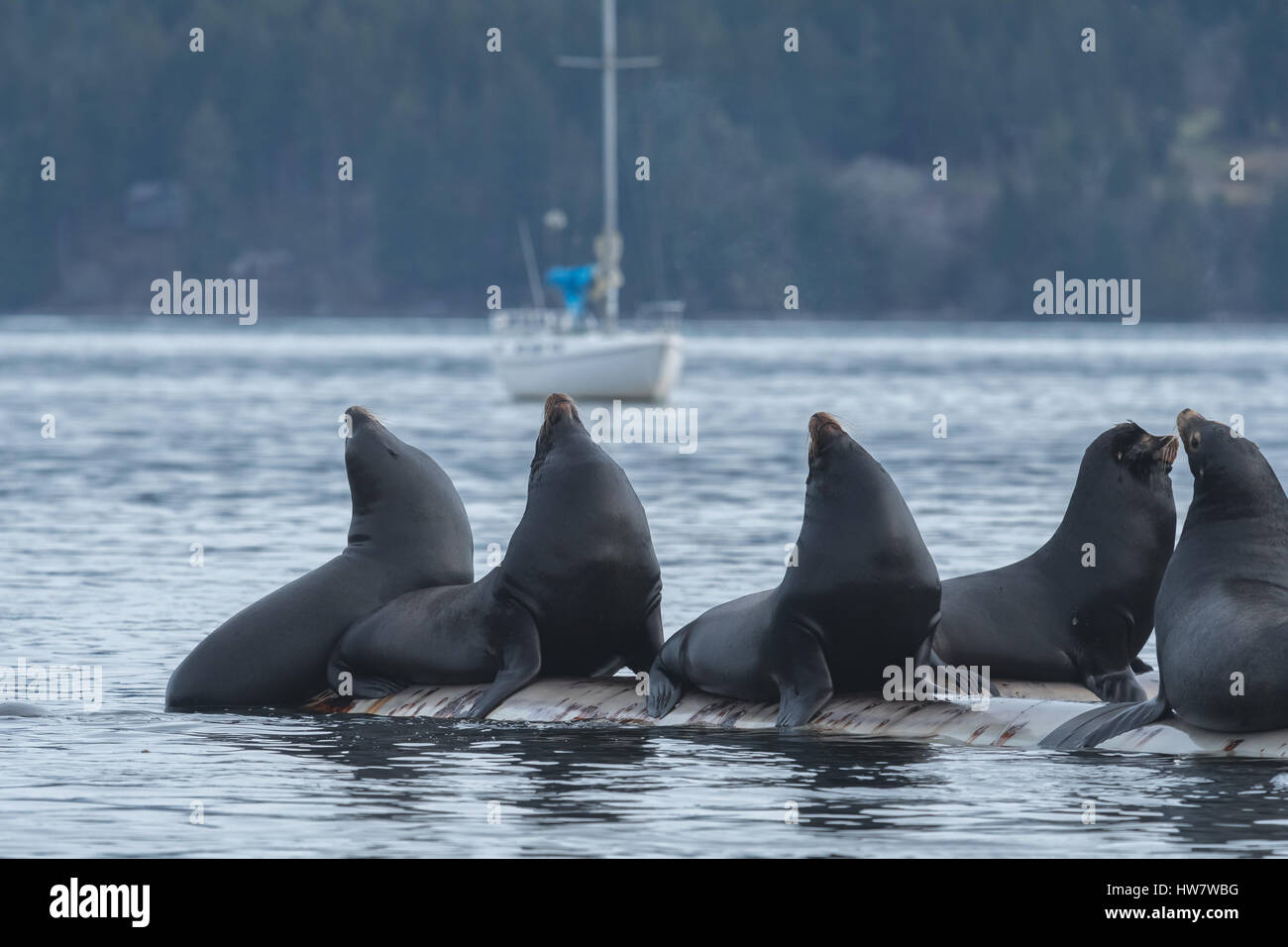 :Arge grupo de leones de mar sobre la superficie Foto de stock
