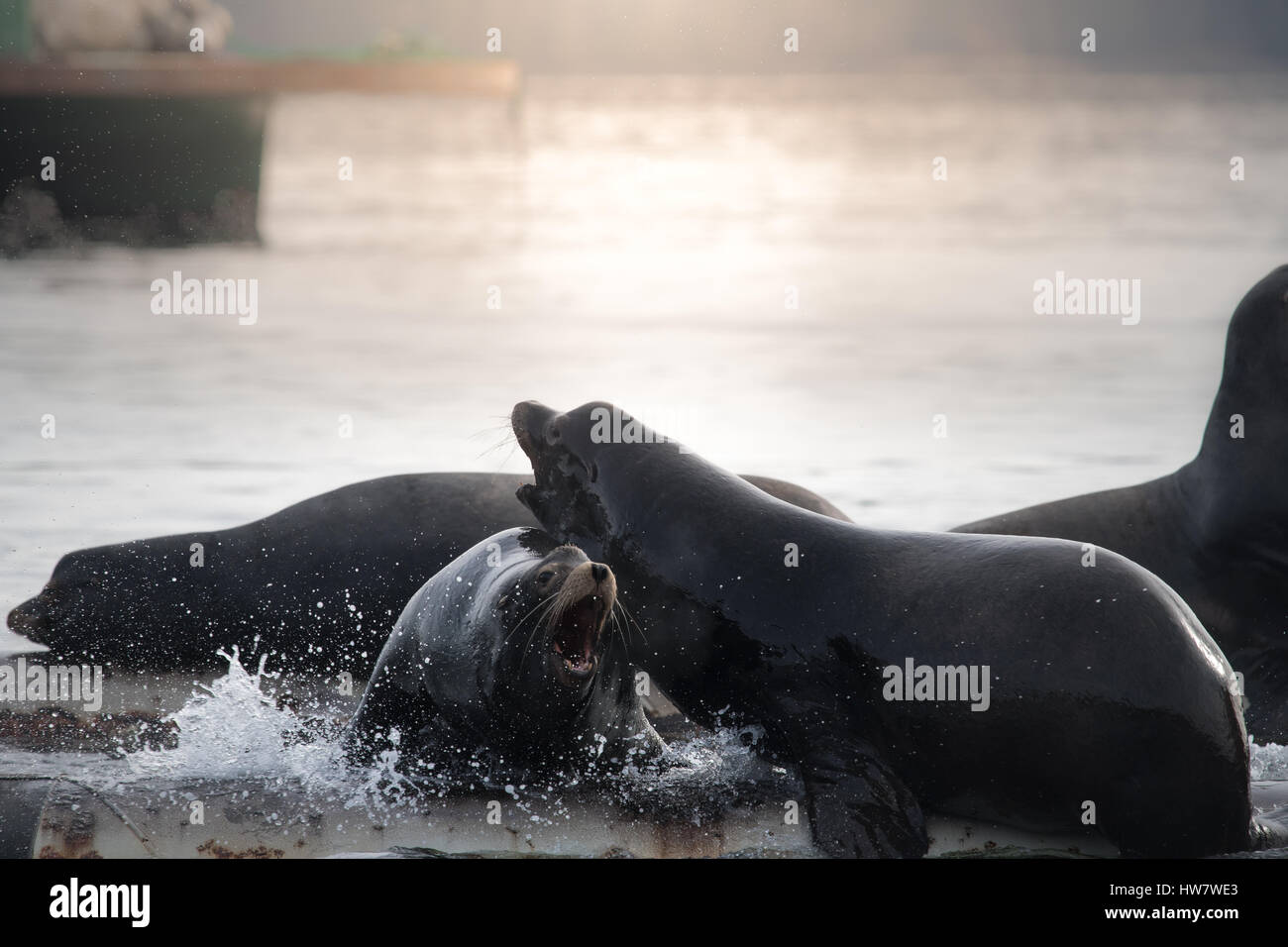 :Arge grupo de leones de mar sobre la superficie Foto de stock