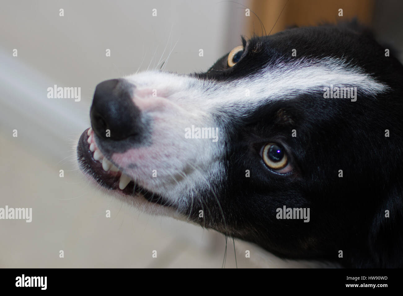 Enojado Border Collie perro, gruñir y mostrar los dientes Foto de stock