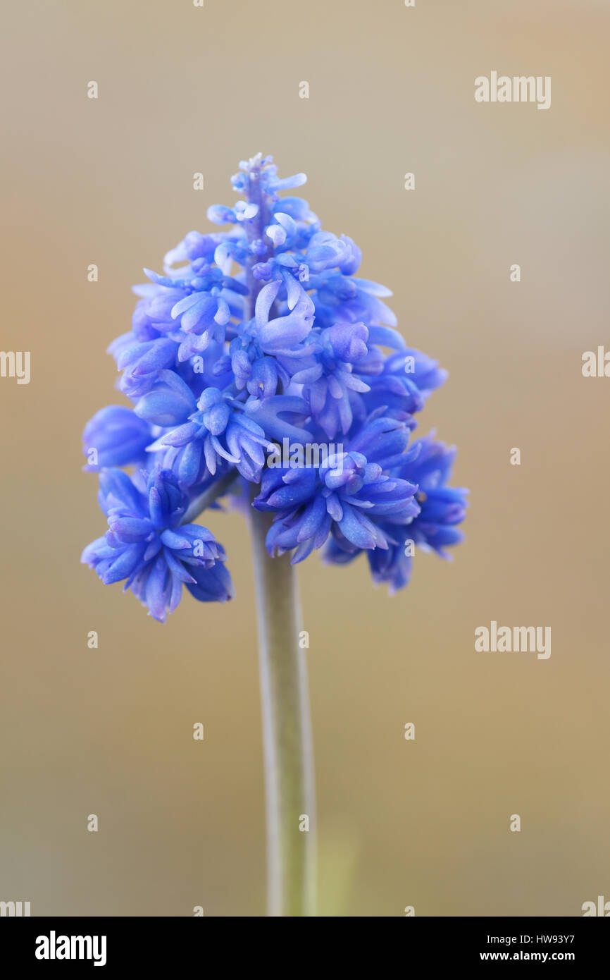 Muscari armeniacum 'Blue Spike' Foto de stock