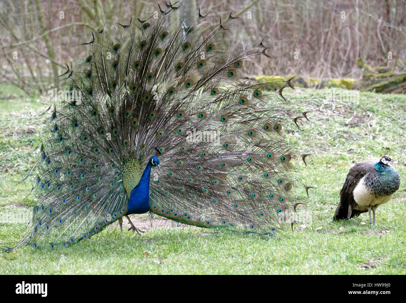 Indian Peafowl,Pavo cristatus. Foto de stock