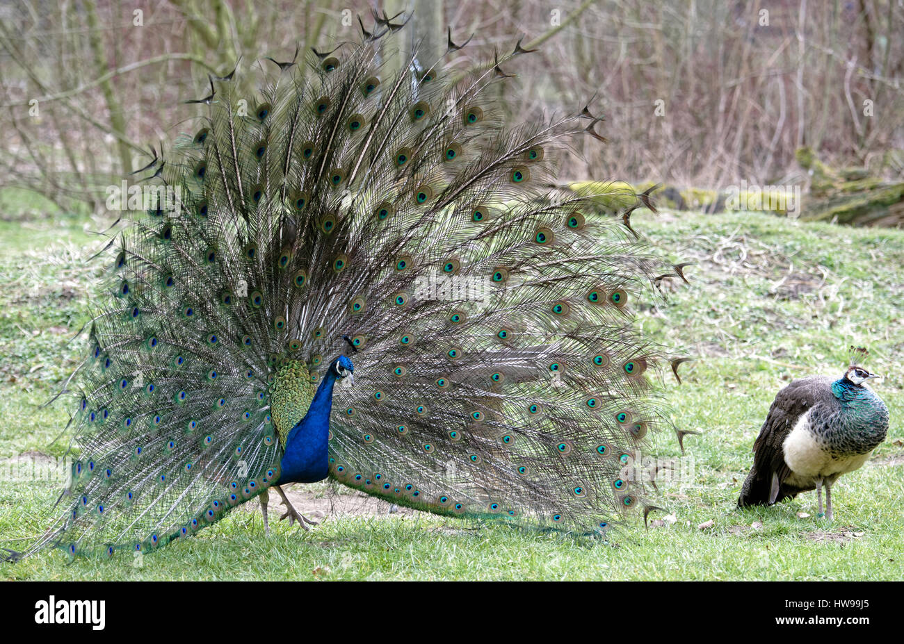 Indian Peafowl,Pavo cristatus. Foto de stock
