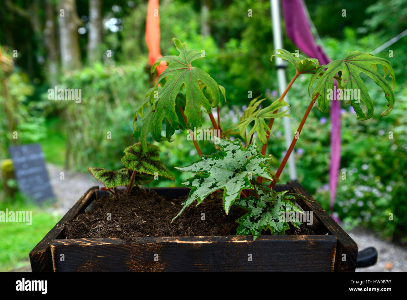 Begonia cruz de hierro fotografías e imágenes de alta resolución - Alamy