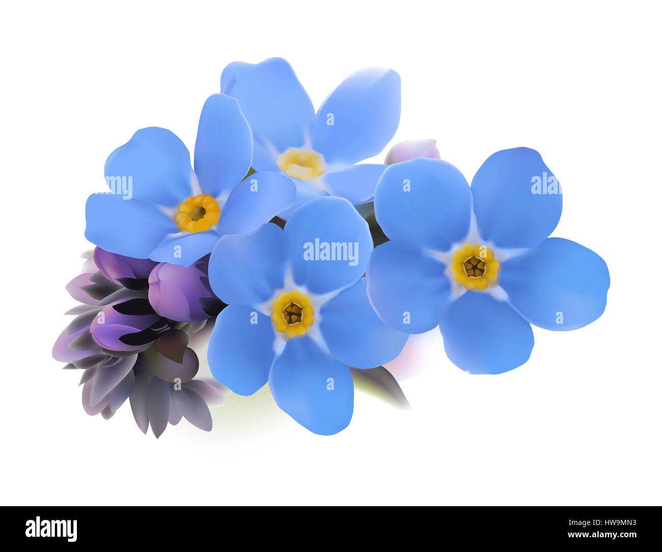 No me olvides. Myosotis. Ilustración digital dibujados a mano de flores de  primavera azul con centro amarillo sobre fondo blanco Fotografía de stock -  Alamy