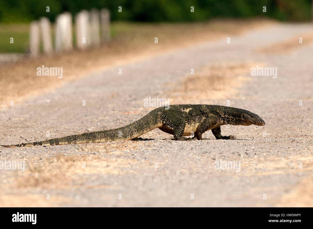 Tailandia, el monitor de Agua (lagarto Varanus salvator) Foto de stock