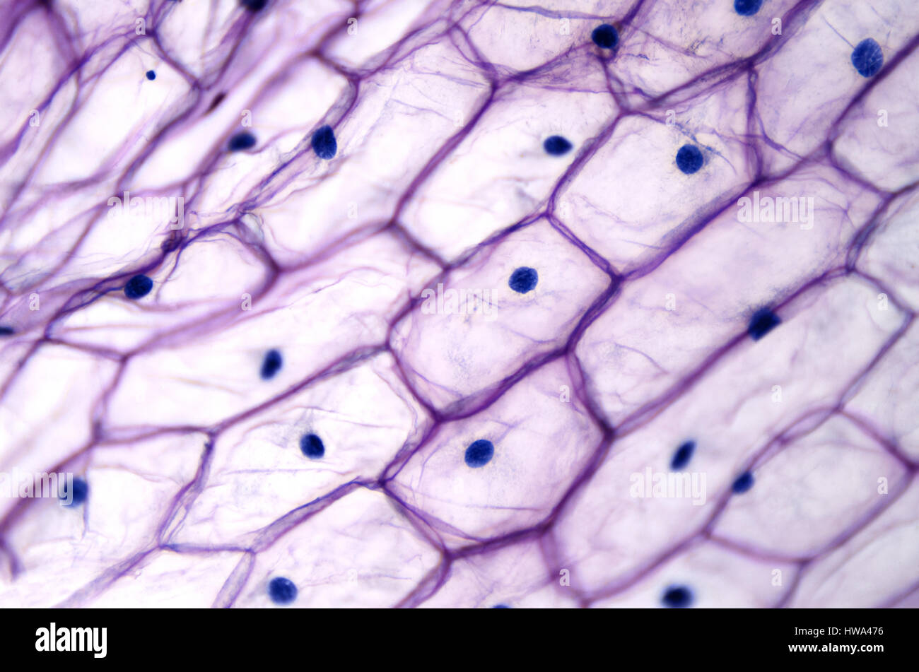 Epidermis de cebolla con grandes células bajo microscopio de luz. Las células epidérmicas claro de una cebolla, Allium cepa, en una sola capa. Foto de stock