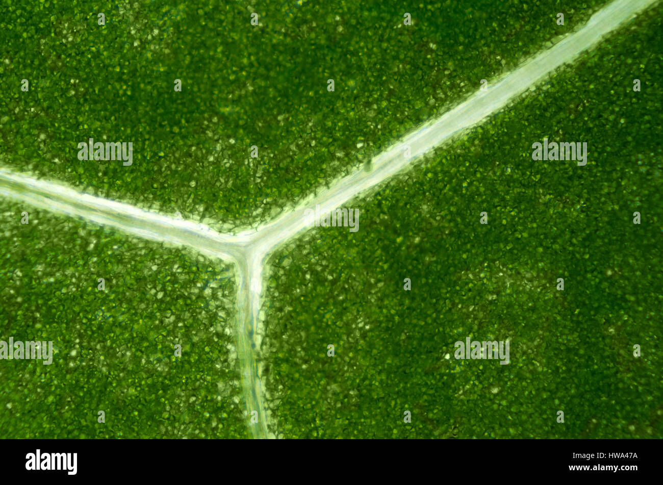 Lettuce leaf bajo la luz del microscopio. Detalle de una hoja con Batavia verde cloroplastos y translúcidas venas ramificadas. Macro Fotografía de alimentos cerca. Foto de stock