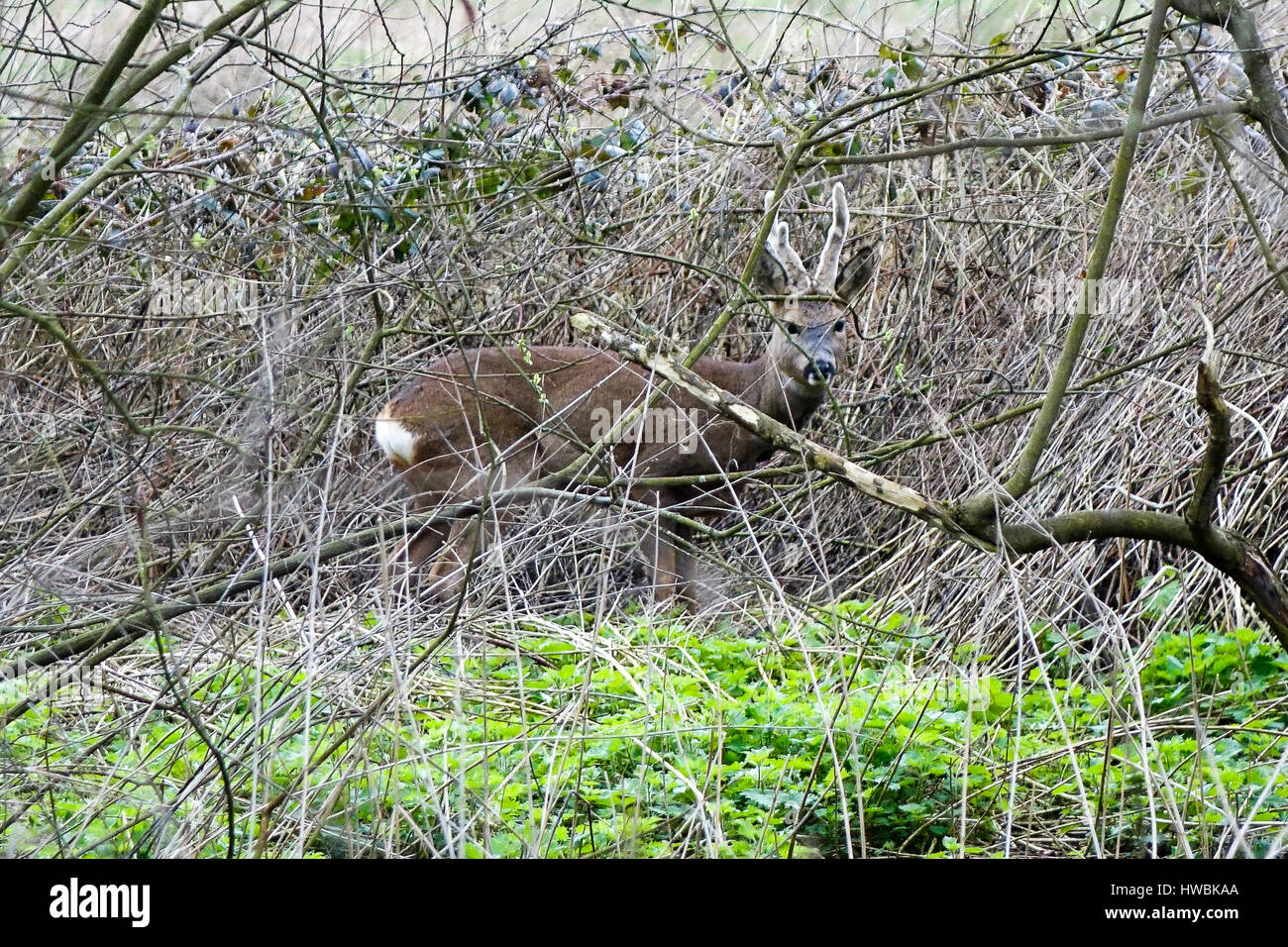 Catteshall Road, Godalming, Reino Unido. 20 Mar, 2017. El clima del Reino Unido. Bajo condiciones de presión siguen dominando a lo largo de los condados de hoy. Un gamo en la llanura aluvial del río Wey en Godalming, Surrey. Crédito: James jagger/Alamy Live News Foto de stock