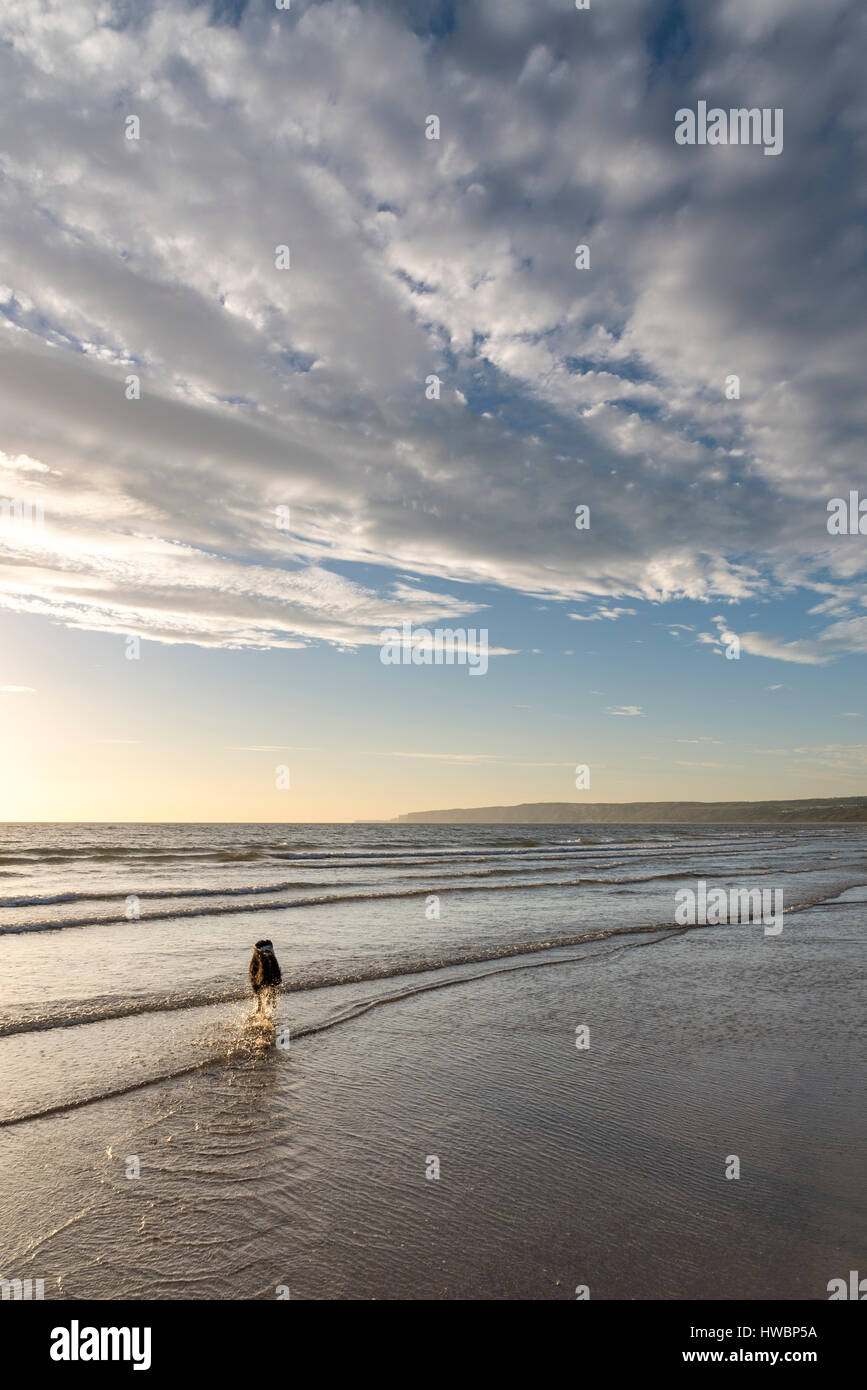 Border Collie perro disfrutando de un chapuzón en el mar del Norte en Filey Bay en una hermosa mañana en la costa de North Yorkshire, Inglaterra. Foto de stock