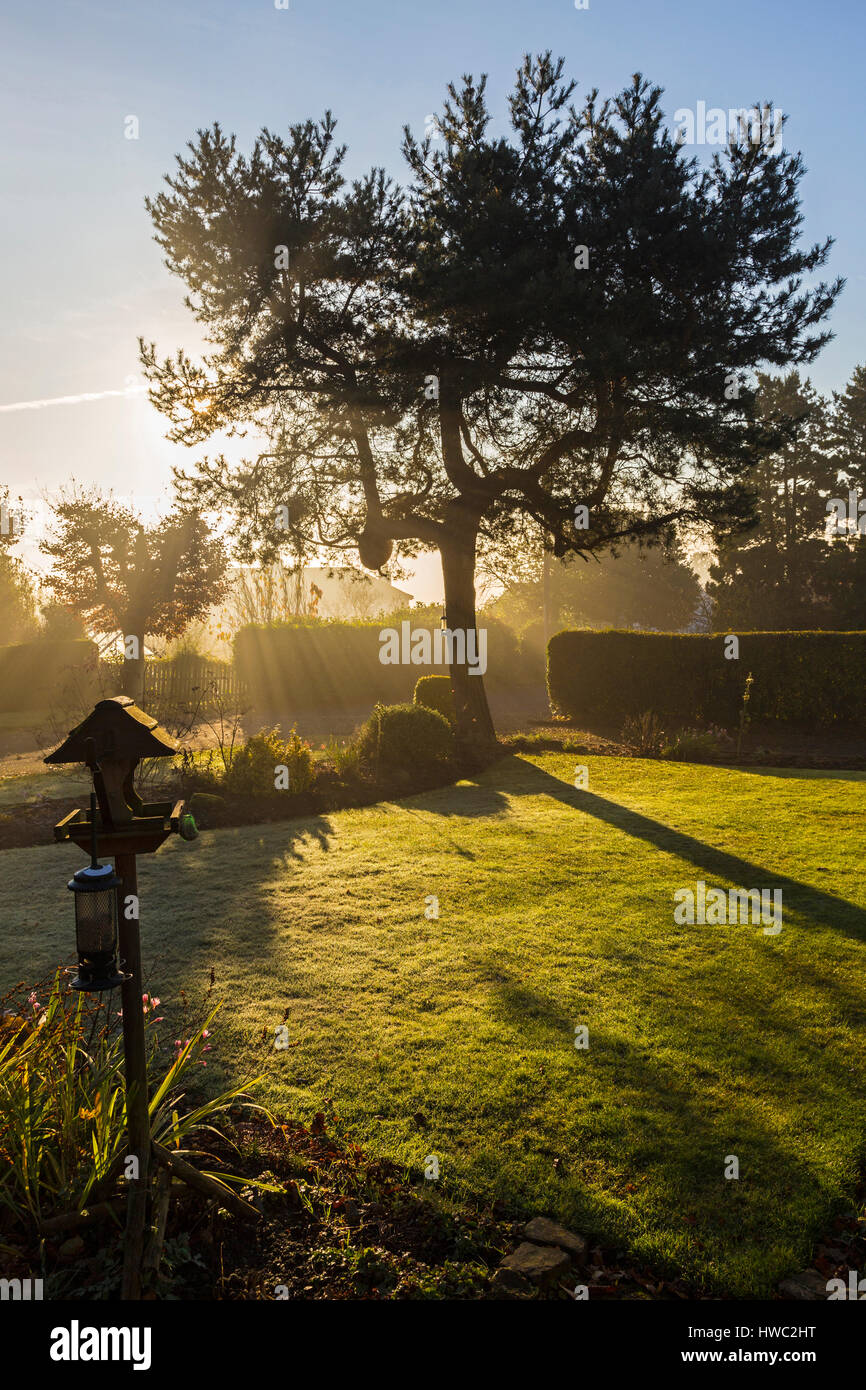 Pino en un jardín al amanecer retroiluminado Foto de stock