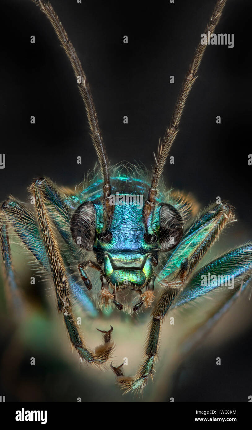Flor de patas gruesas escarabajo, Oedemera nobilis, vista vertical mostrando irisados Foto de stock