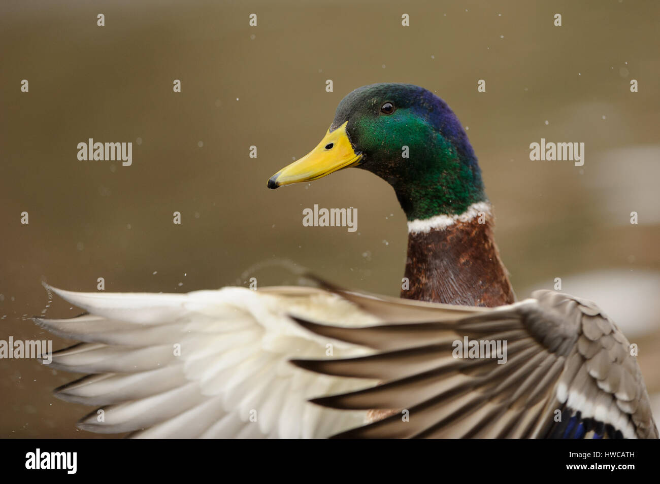 Drake Mallard retrato con Bob alas y gotas de agua a su alrededor. Visión más cercana. Foto de stock