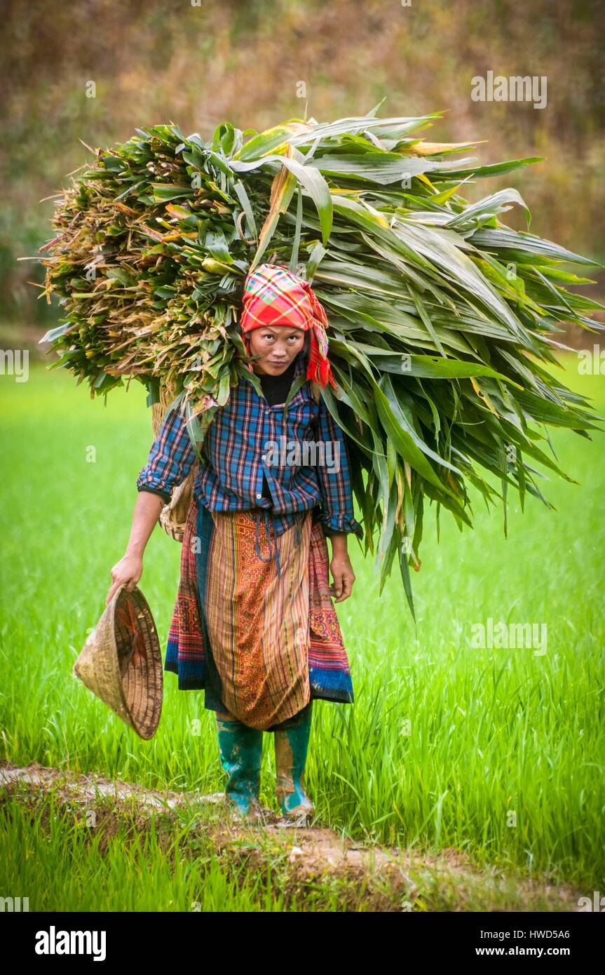 Vietnam, Alto Tonkín, en la provincia de Lao Cai, Bac Ha, rojo de aldea campesina H'mong llevando sobre su espalda una importante cosecha de hoja, entre los arrozales Foto de stock