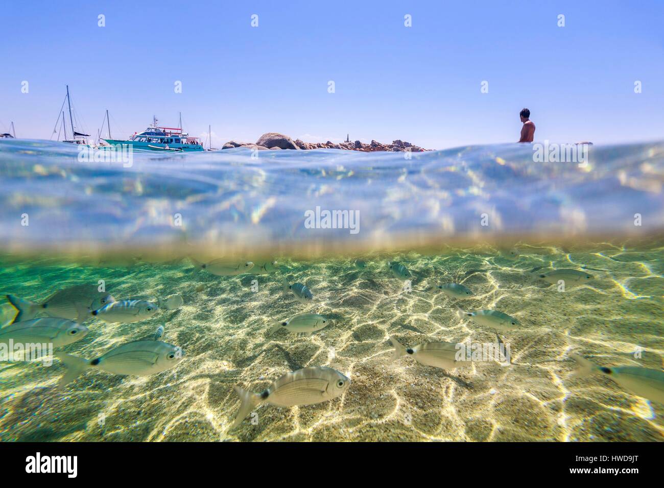Francia, Corse du Sud, Bonifacio, reserva natural de las Islas Lavezzi, playa de Cala di l' Achiarinu, mar y un banco común de Sar (Diplodus sargus) Foto de stock