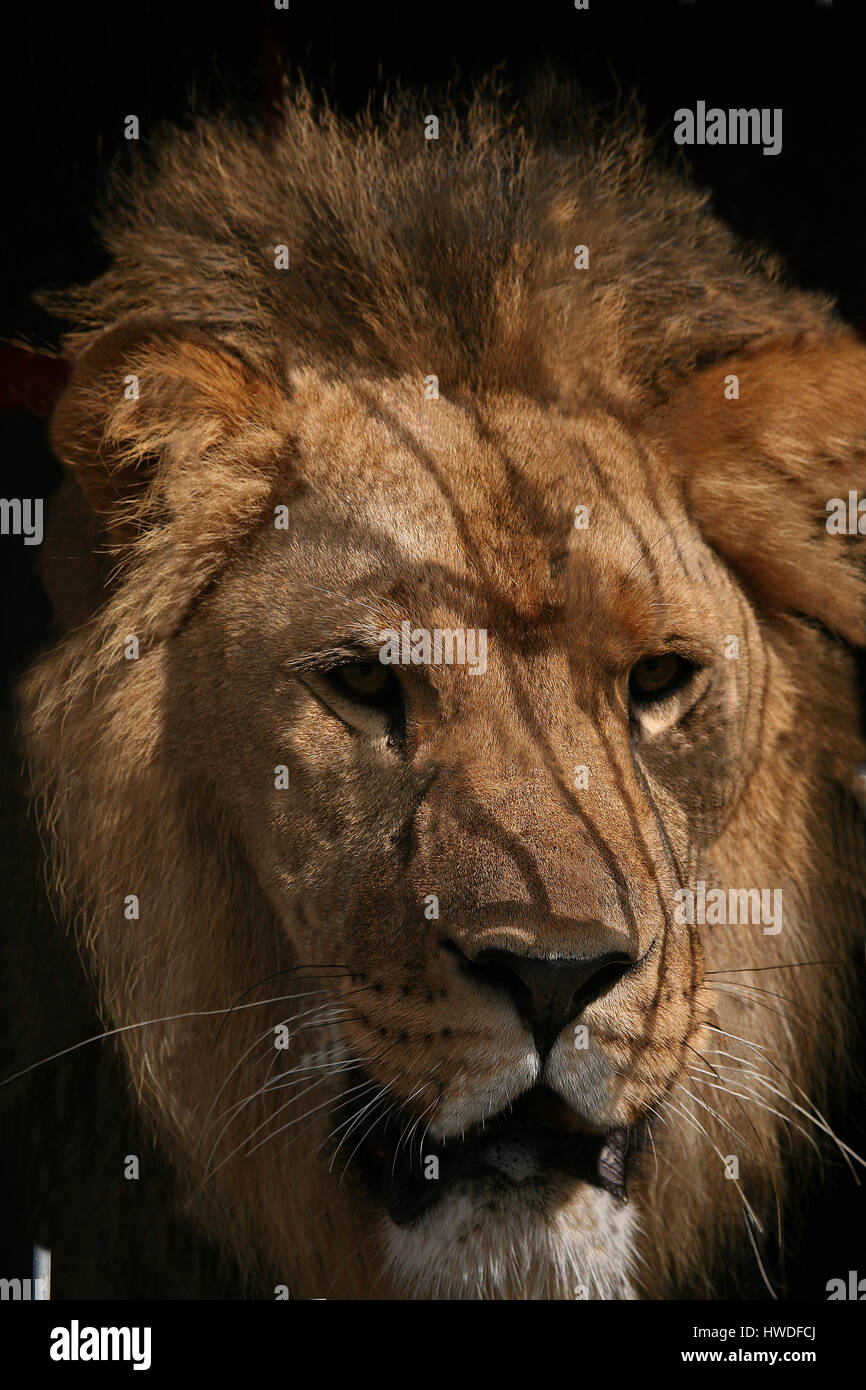 Domador de leones en Circo Renz Fotografía de stock Alamy
