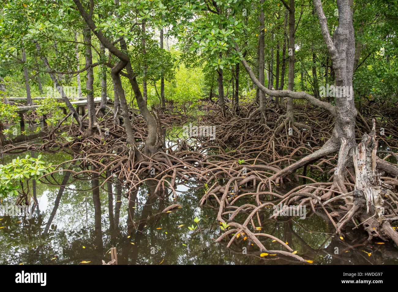 Los manglares de Pulau Sulat, Lombok, Indonesia Foto de stock