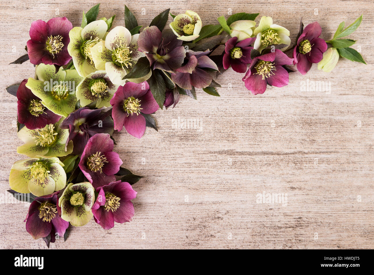 Verde Violeta Flores Vintage Antecedentes Foto Imagen De Stock