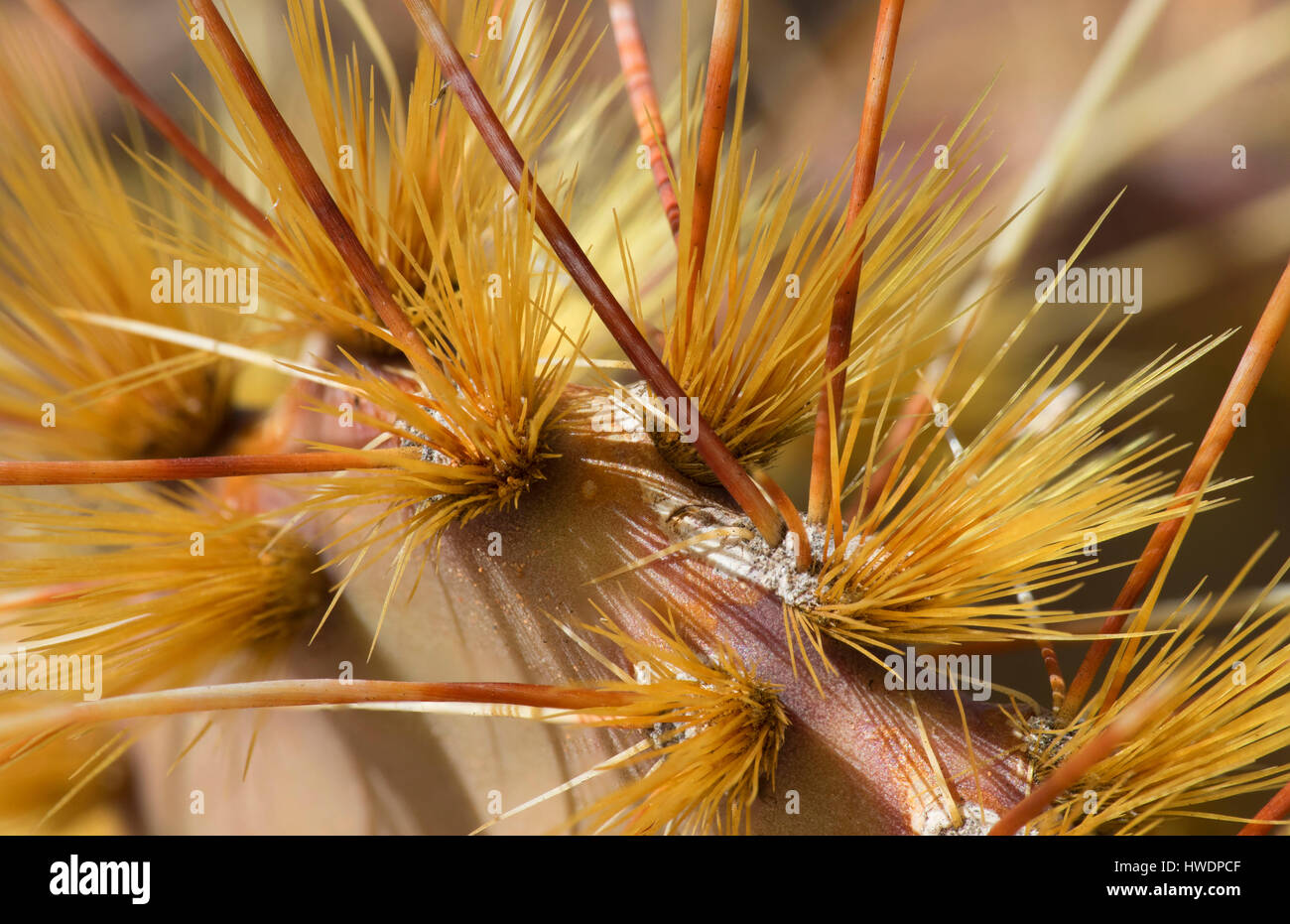 Nopales, Parque Nacional Canyonlands, en Utah Foto de stock