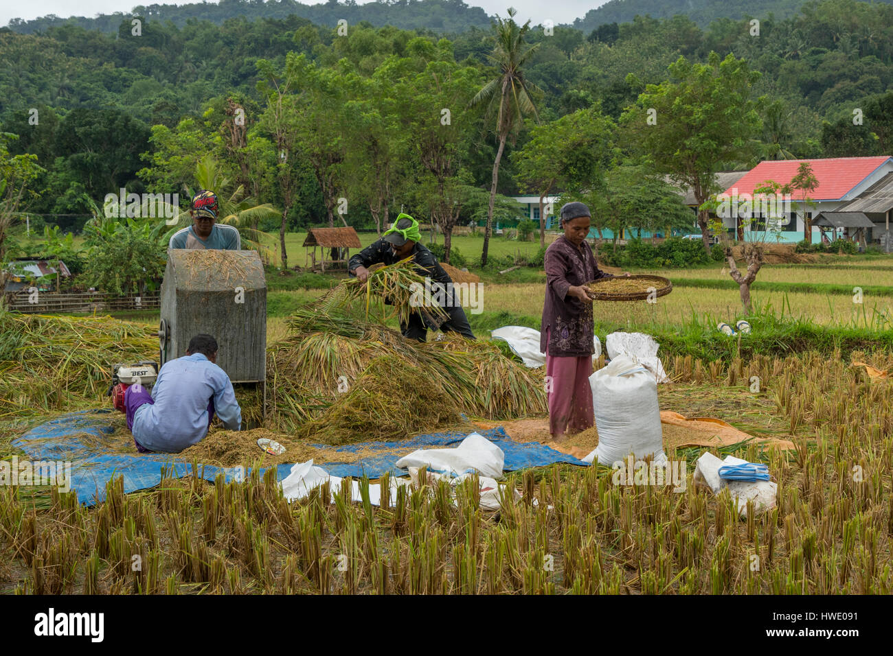 La cosecha de arroz, Pulau Bawean, Indonesia Foto de stock